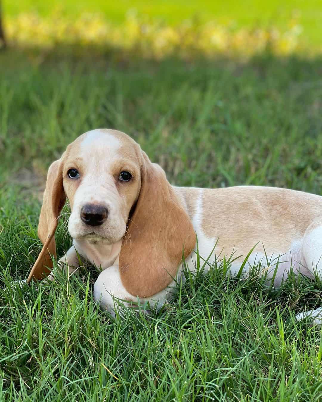 Lemon Basset Hound puppy