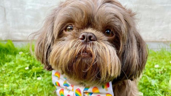 Liver Shih Tzu: The Story Behind This Rare Beauty
