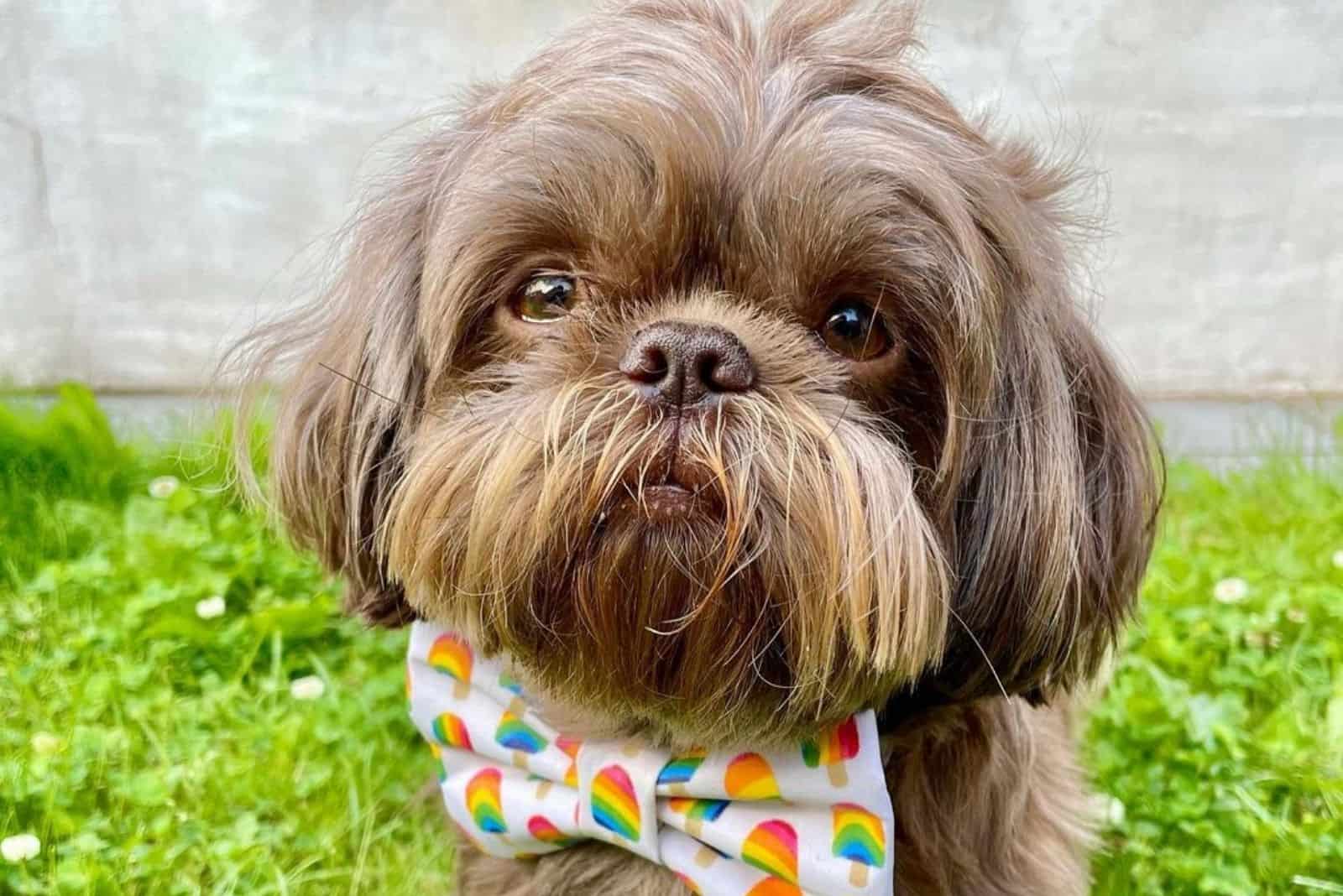 Liver Shih Tzu The Story Behind This Rare Beauty