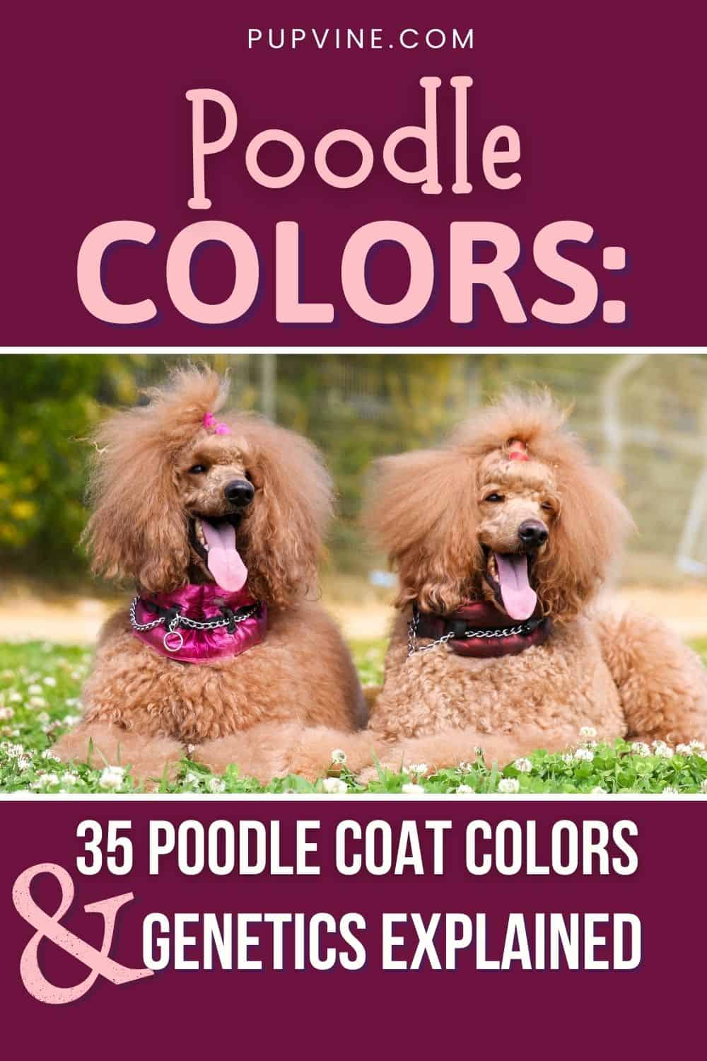 Poodle Colors 35 Poodle Coat Colors And Genetics Explained