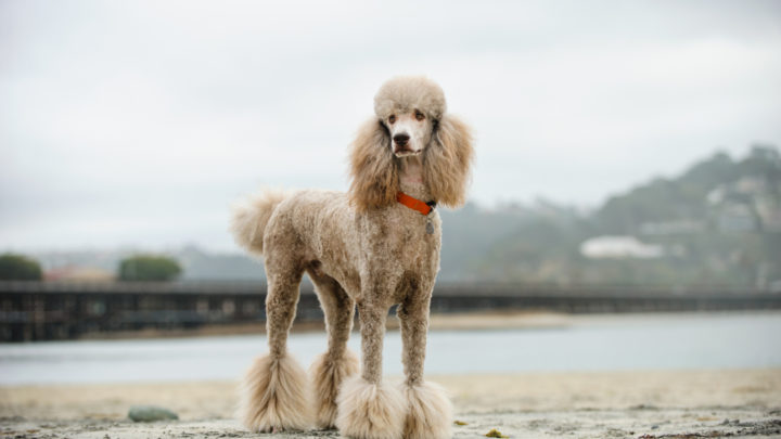 are full blooded poodles two toned in color