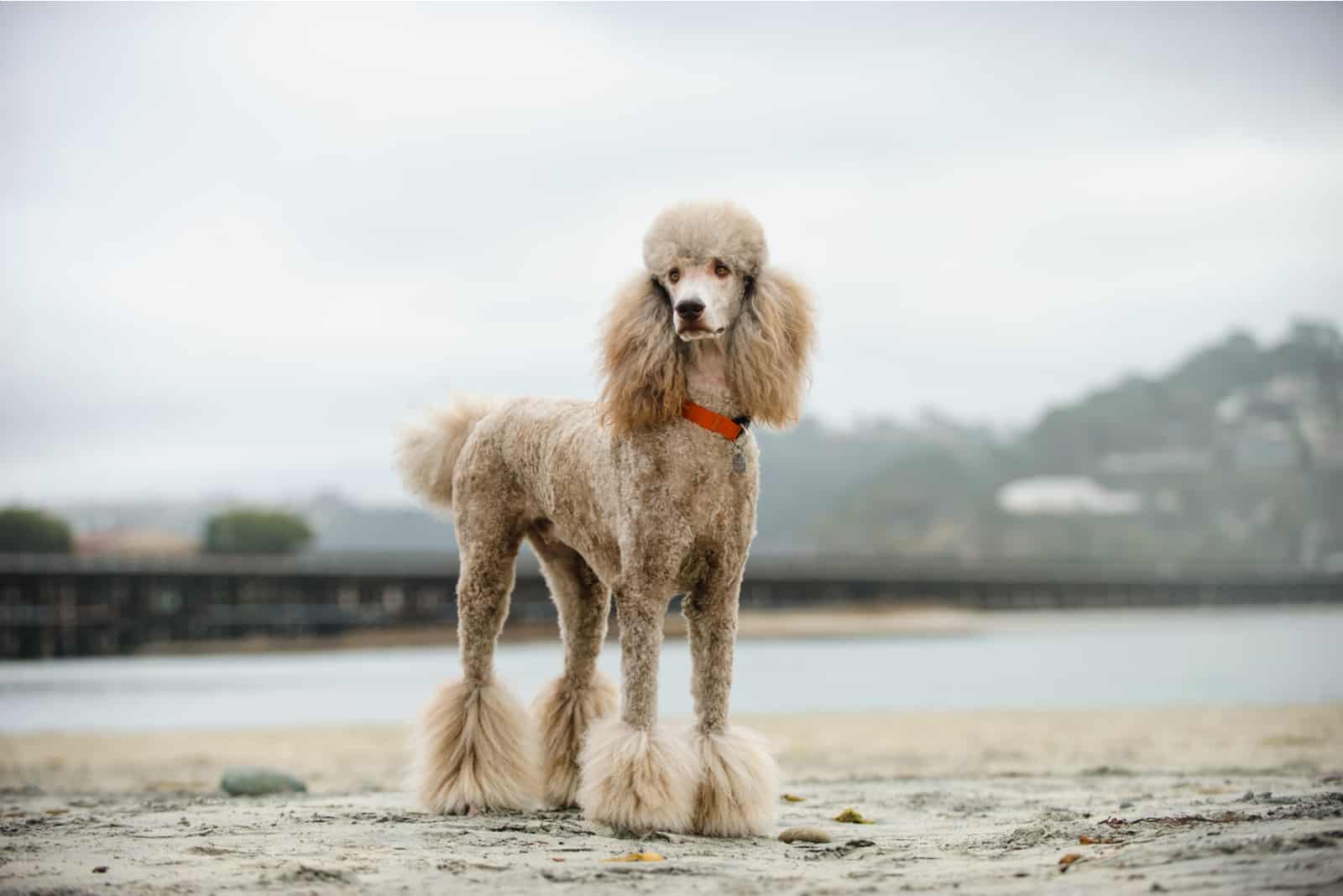 poodle standing outdoor