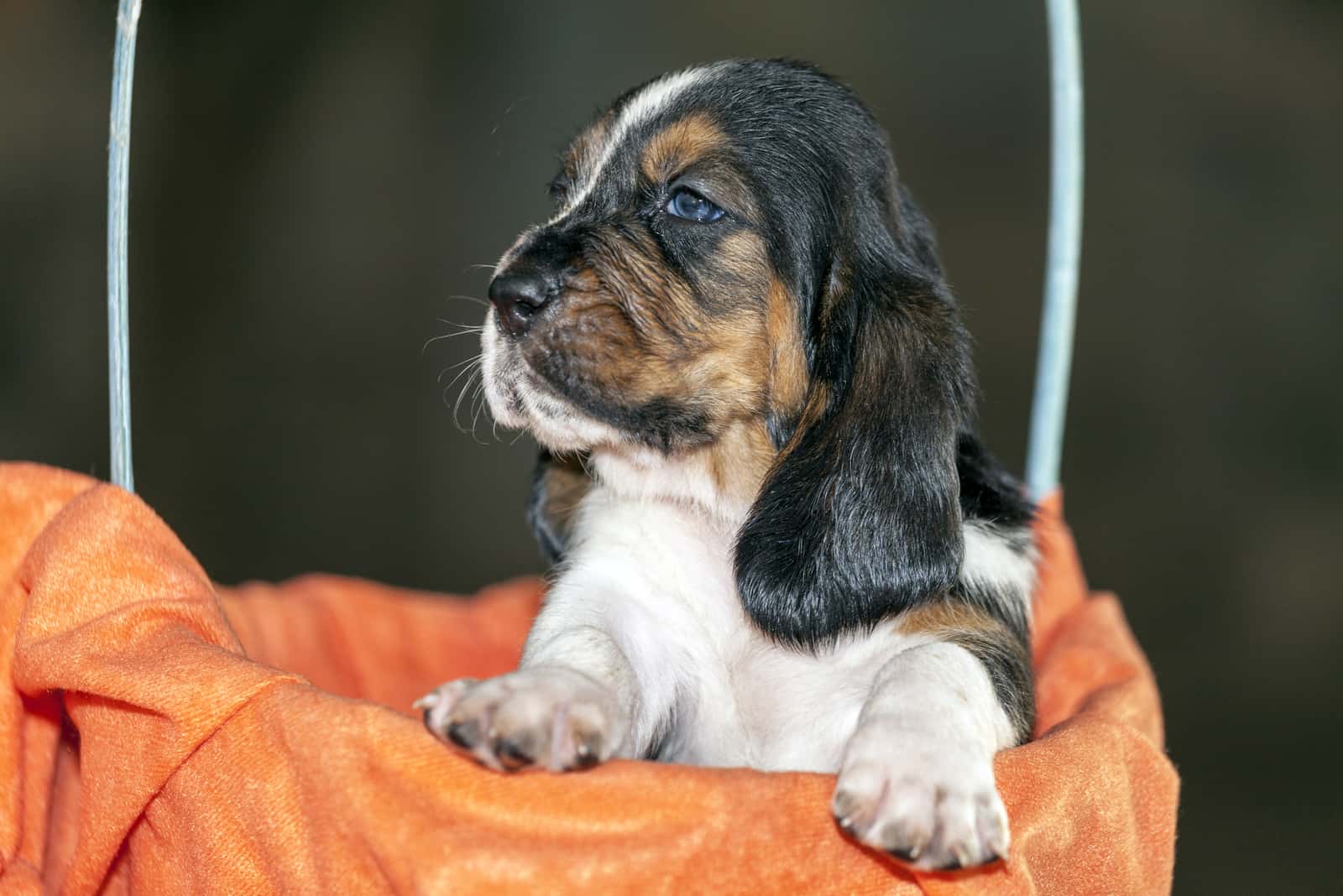 Pretty and gently Basset hound puppy