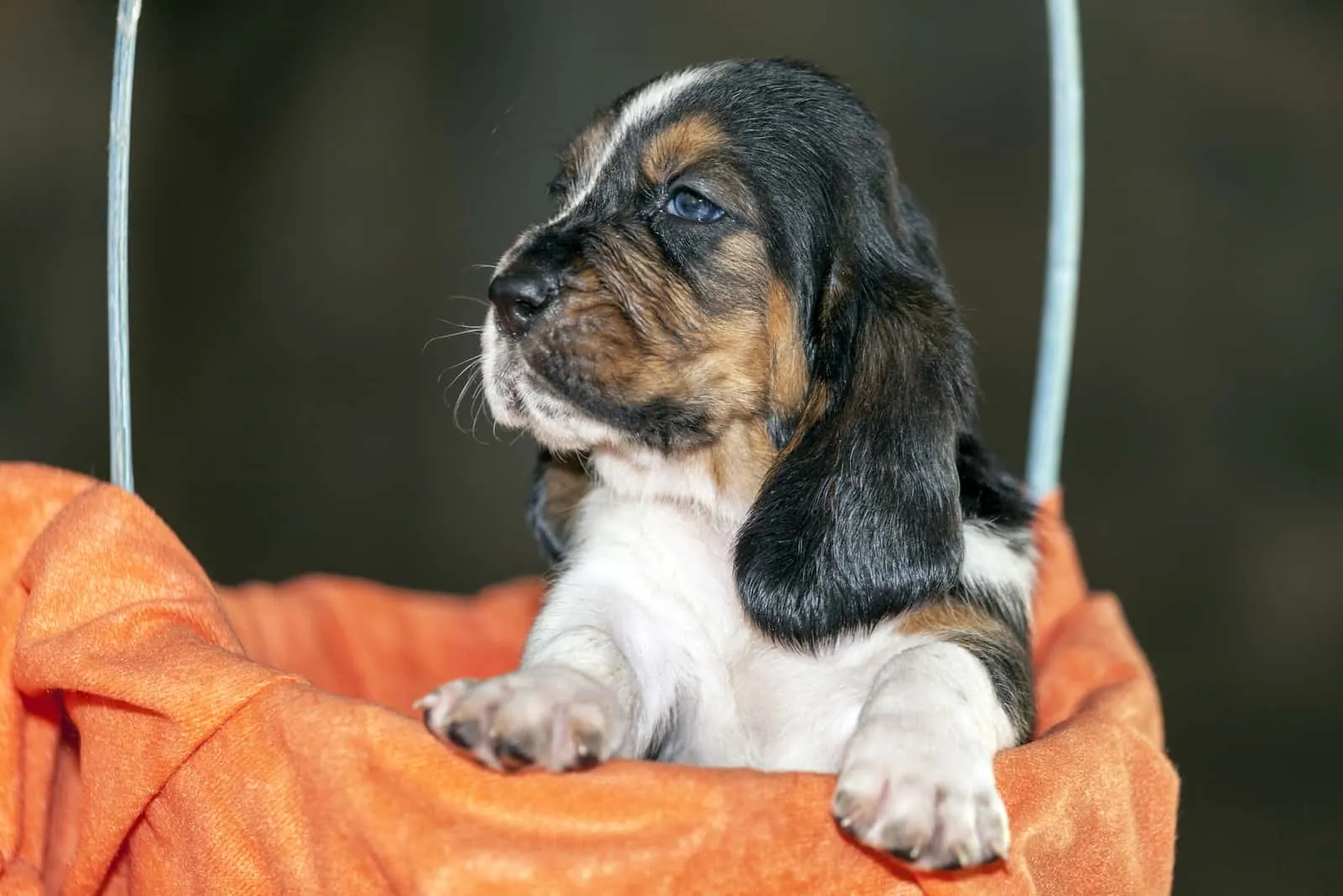 Pretty and gently Basset hound puppy