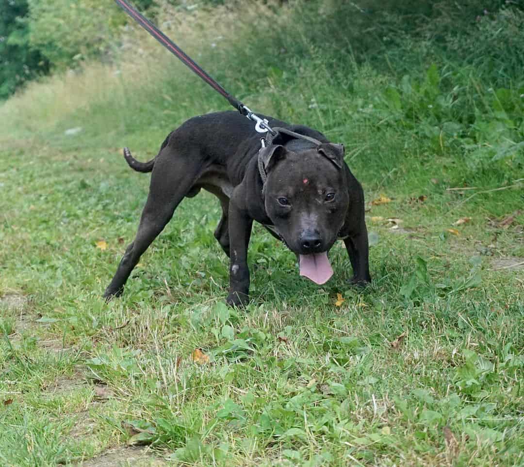 Pure Black Pitbul on the grass