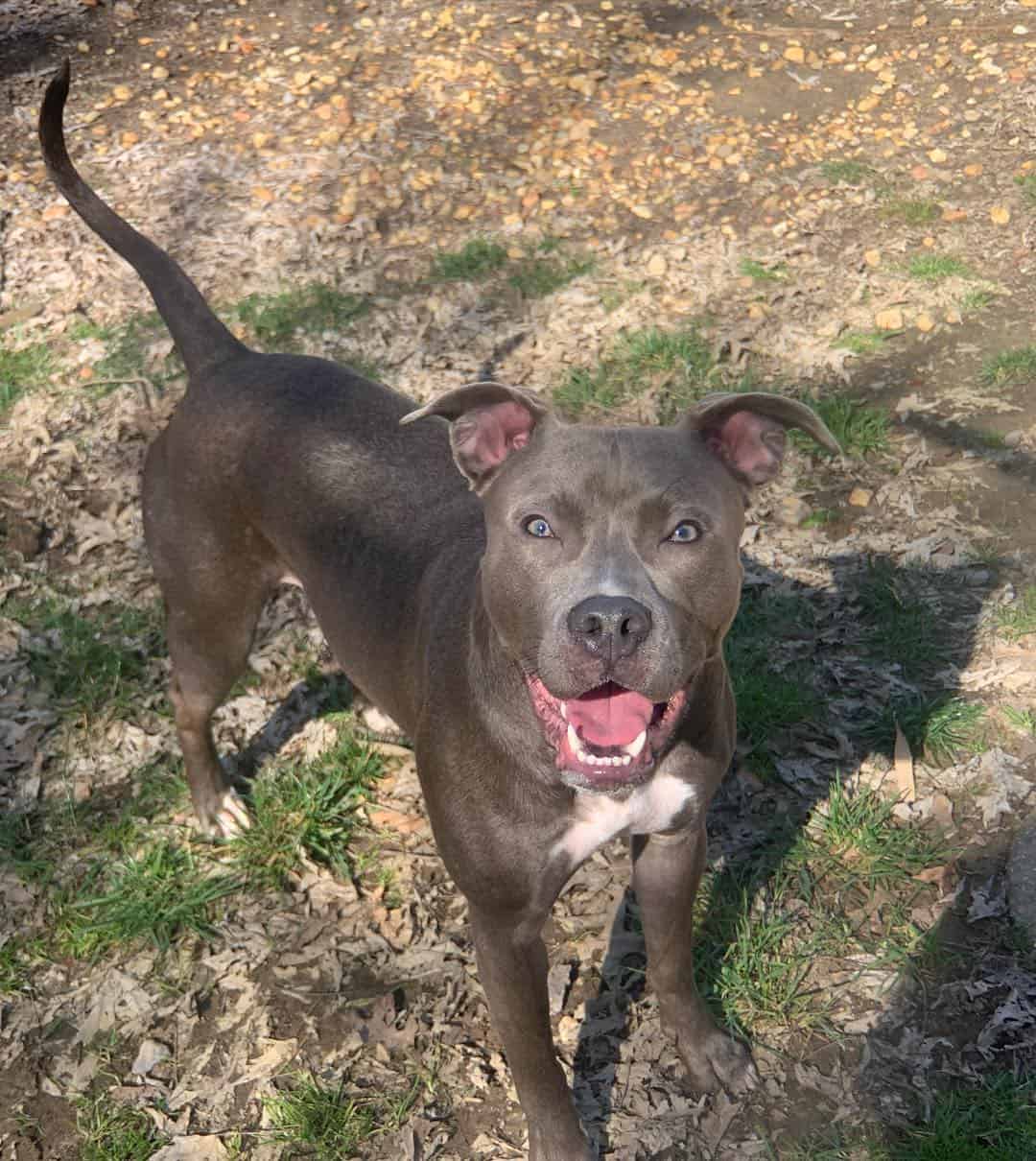 Razorback Pitbull outdoors