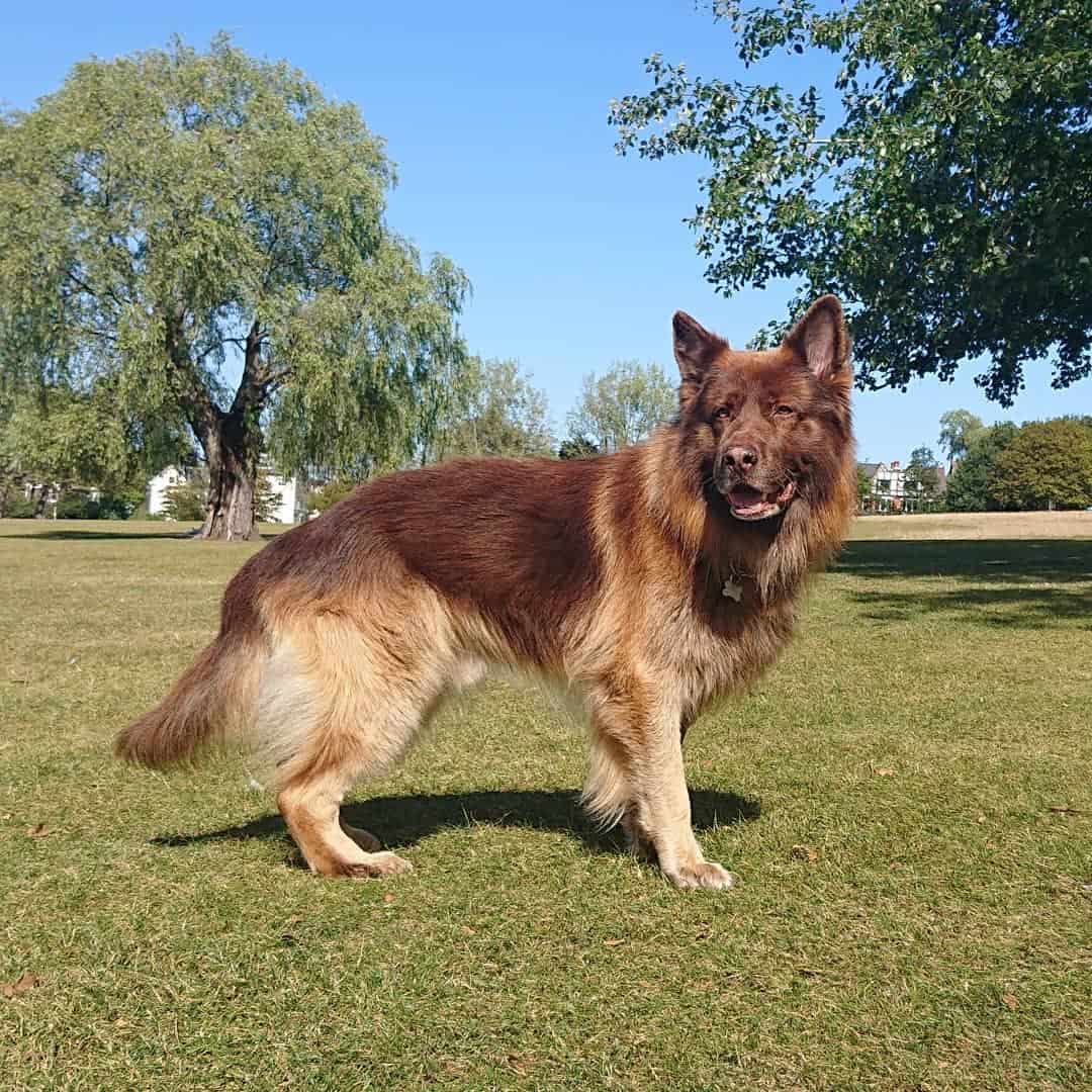 Red German Shepherd dog