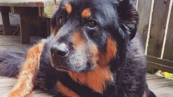 Rottweiler Chow Chow Mix – Adorable Yet Powerful Dog