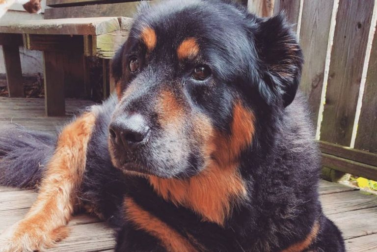 chow chow rottweiler mix