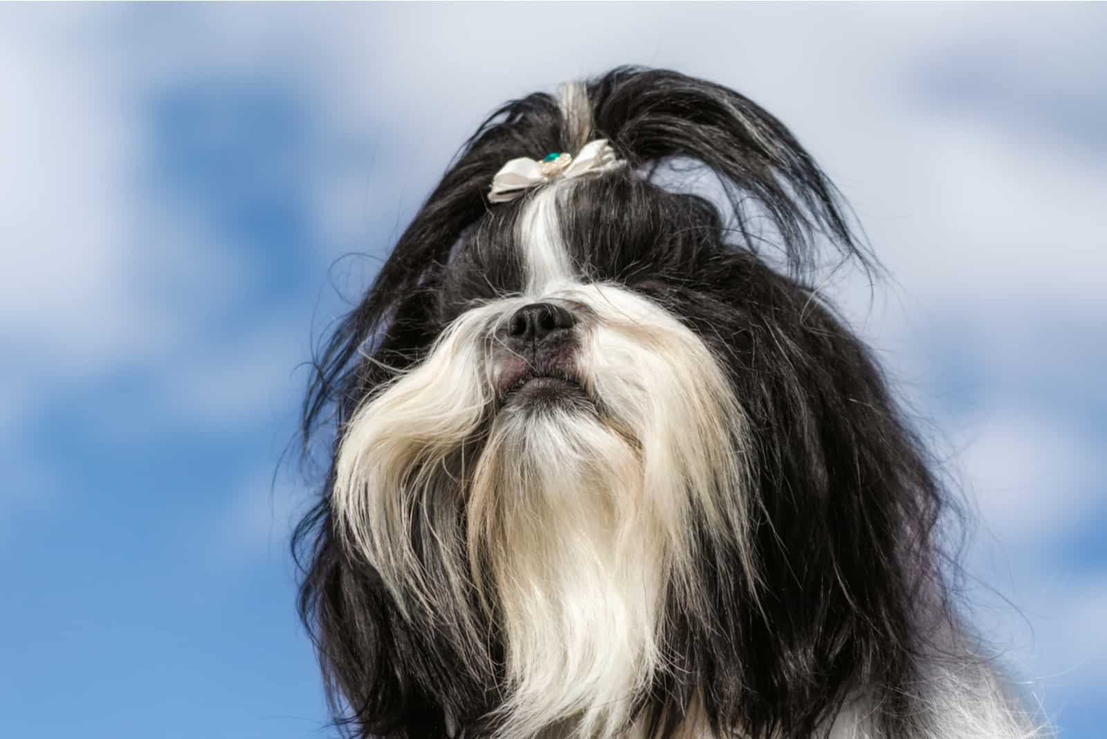 Shih Tzu dog on a background of blue sky and clouds