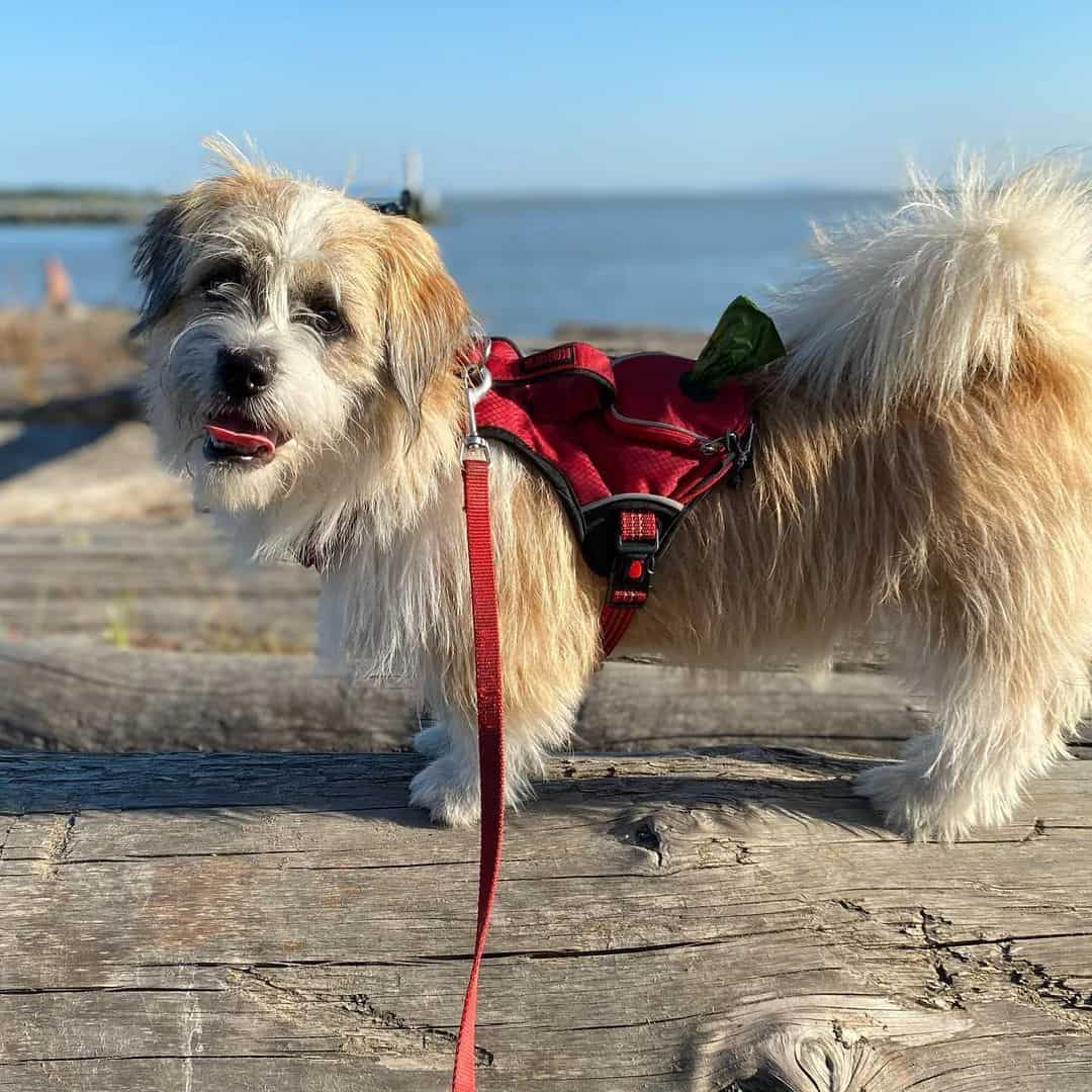 Shorgi dog standing outdoors