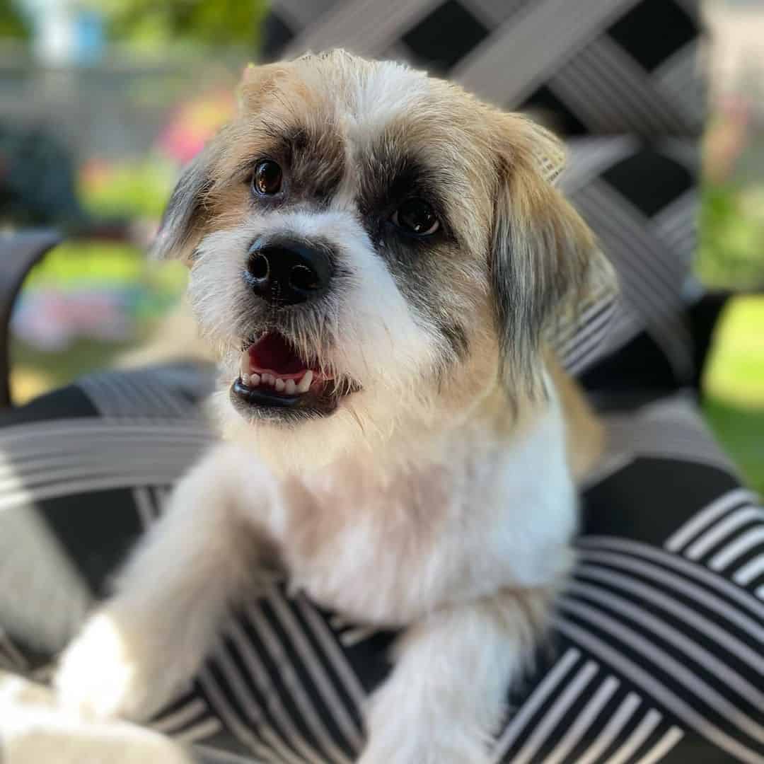 adorable Shorgi dog sitting oin chair