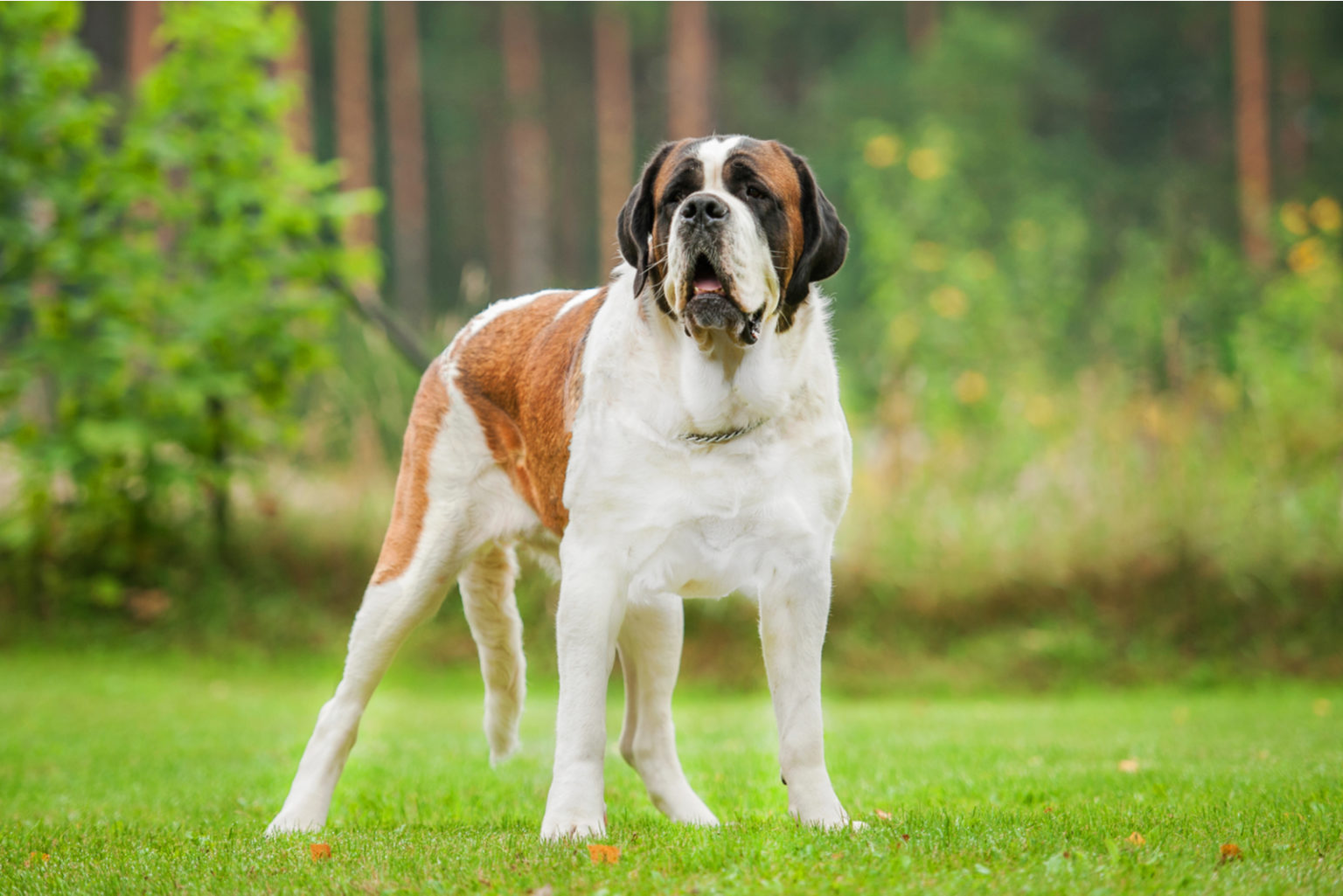 Saint Bernard Mix Your Guide To A Rare Cross breed