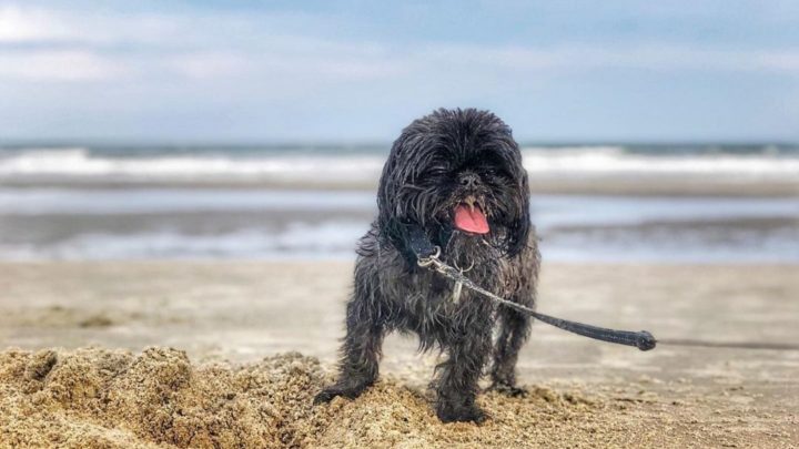 Silver Shih Tzu: Is This The Most Unique Shih Tzu Color?