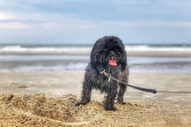 silver shih tzu on beach