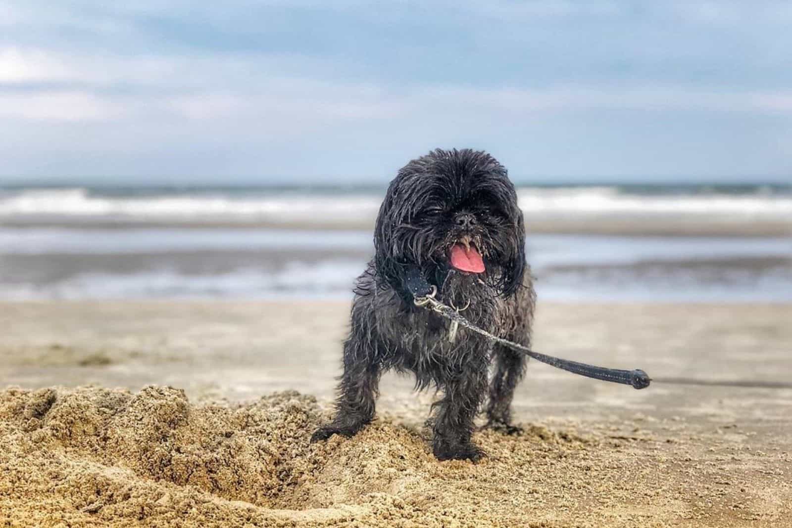silver shih tzu on beach