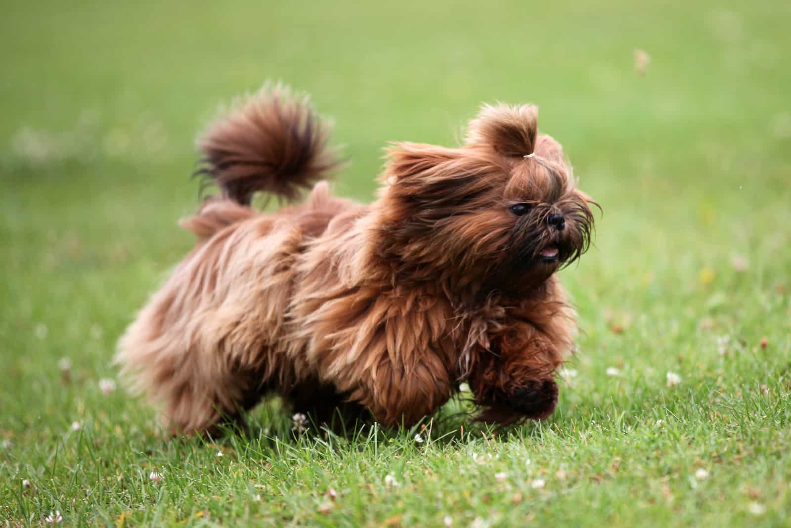 Solid gold Shih Tzu puppy