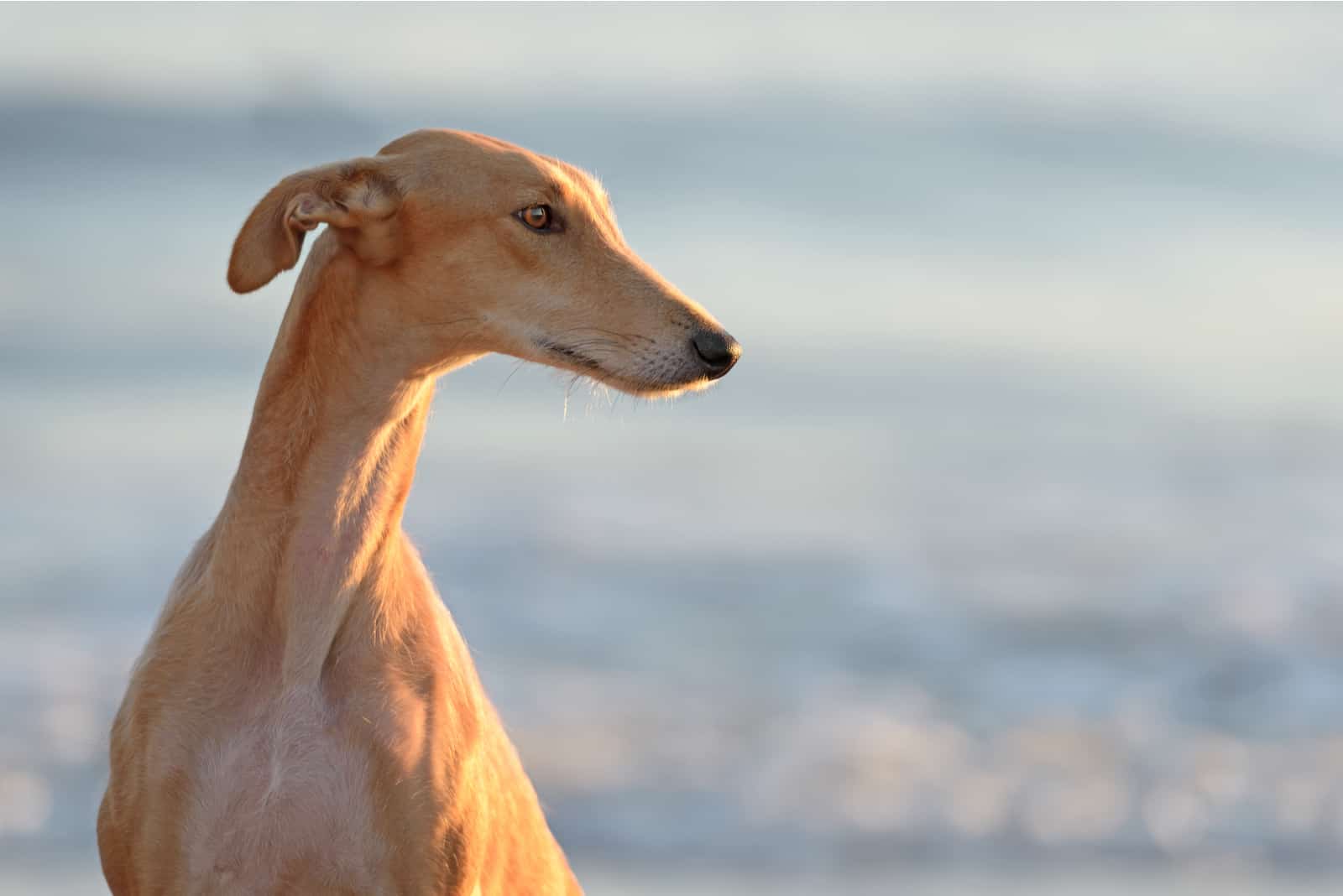 Spanish Greyhound dog poses outdoors