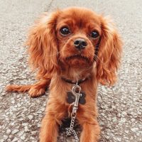 Teacup Cavalier King Charles Spaniel