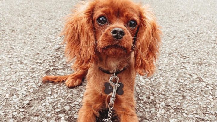 Teacup Cavalier King Charles Spaniel: The Ultimate Guide