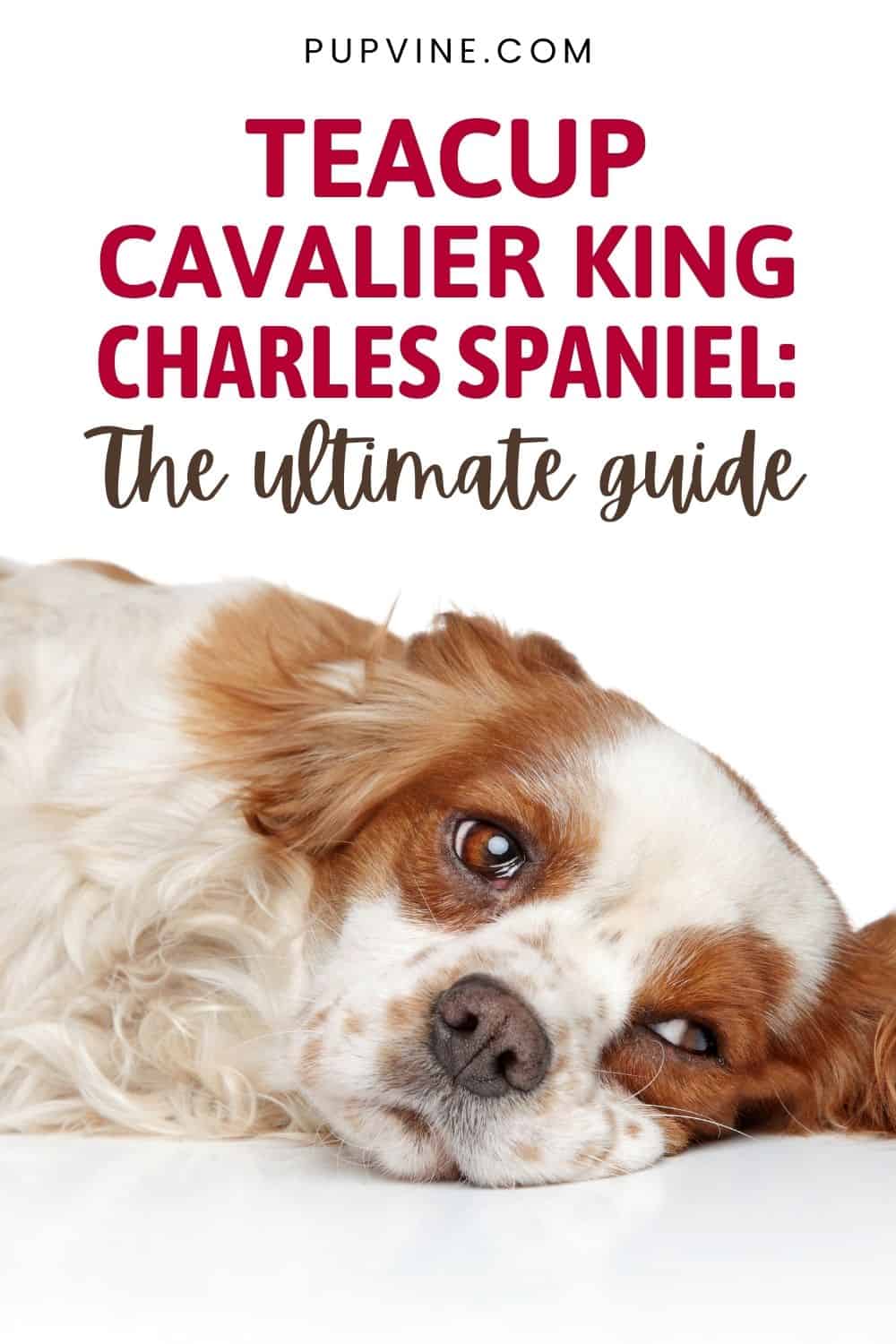 Teacup Cavalier King Charles Spaniel The Ultimate Guide