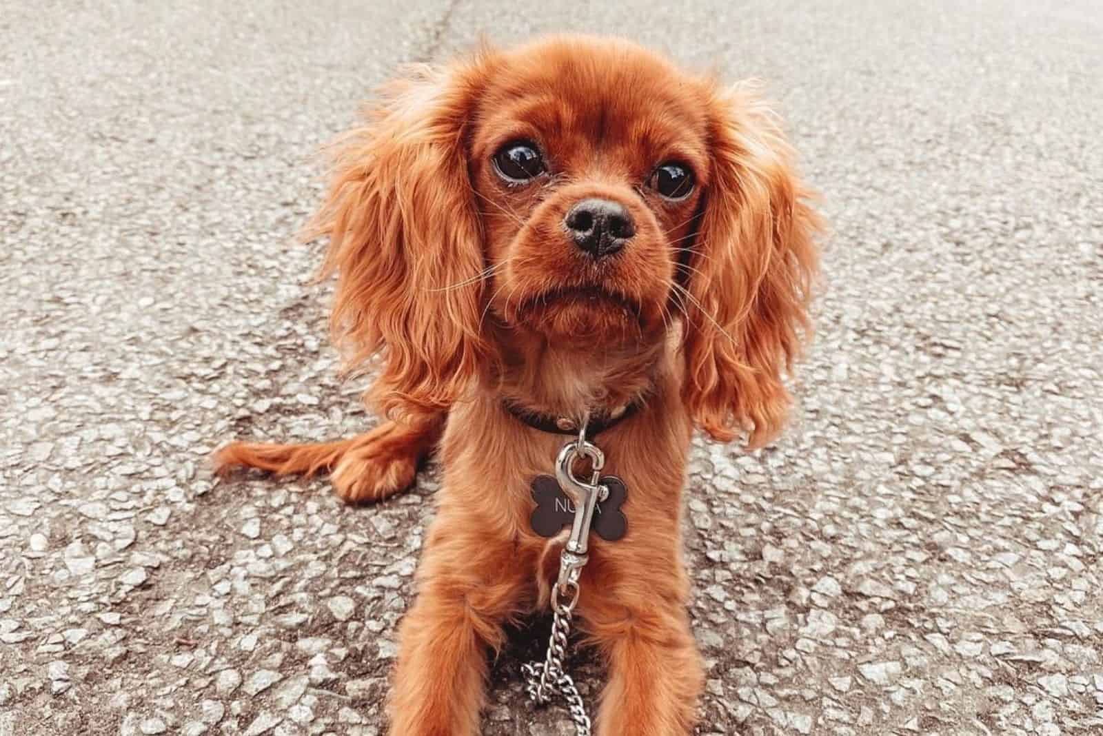 Teacup Cavalier King Charles Spaniel De Ultieme Gids Hond event nl