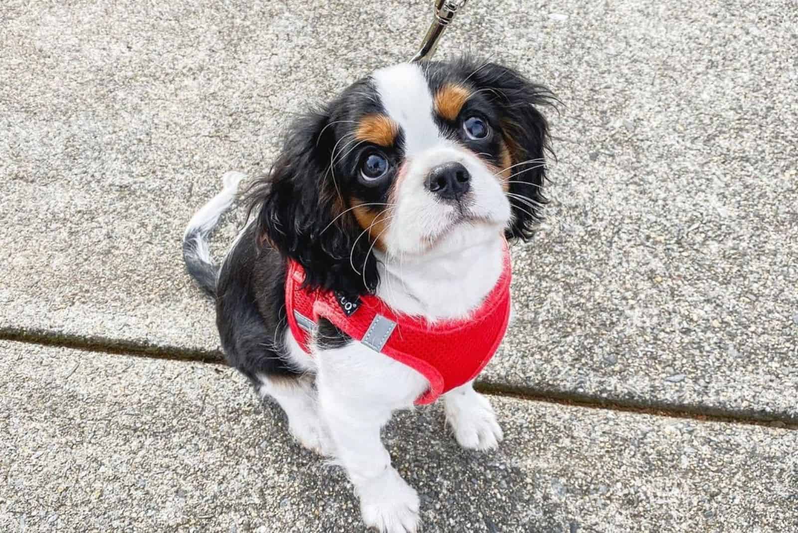 Teacup Cavalier King Charles Spaniel puppy looking up