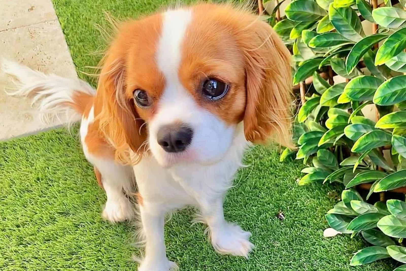 Teacup Cavalier King Charles Spaniel