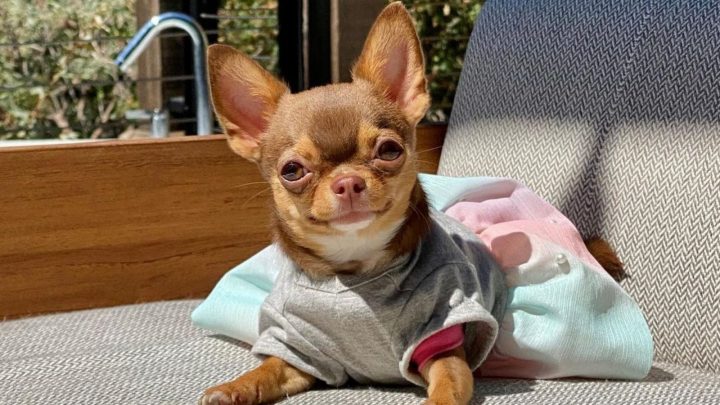 Teacup Chihuahua: The Tiniest Dog With A Huge Backstory