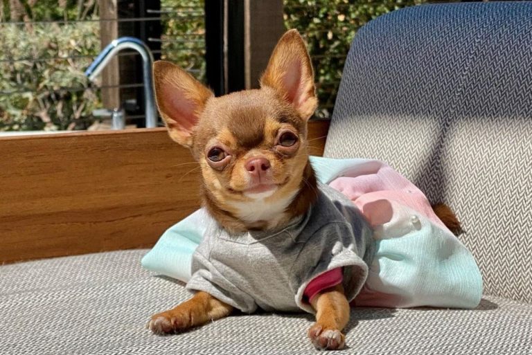 cute teacup chihuahua