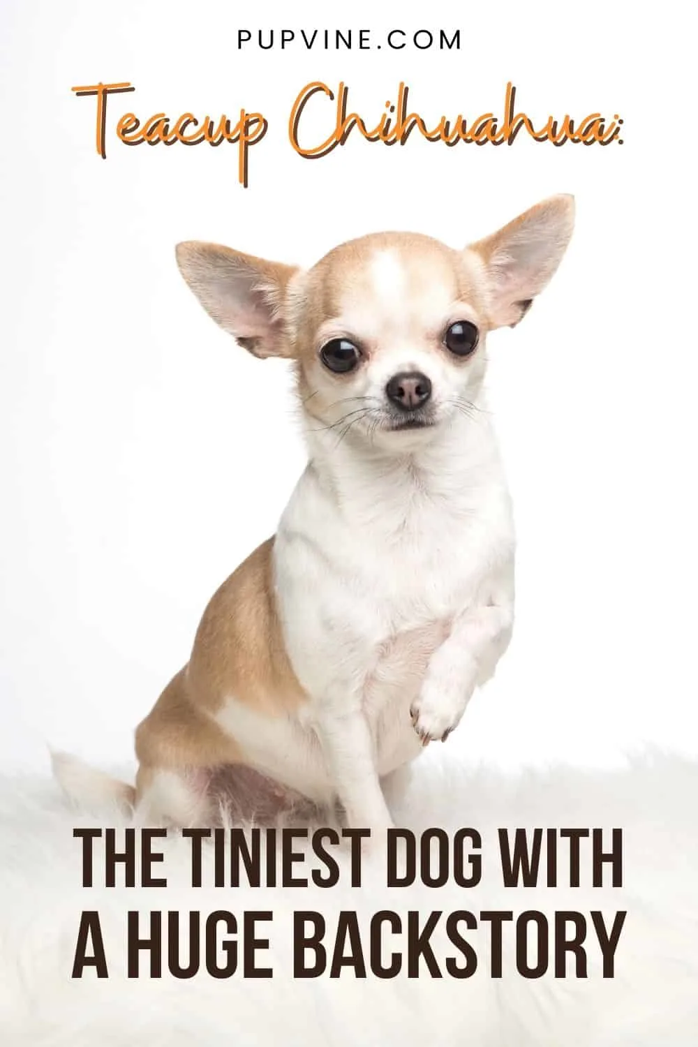 Teacup Chihuahua The Tiniest Dog With A Huge Backstory