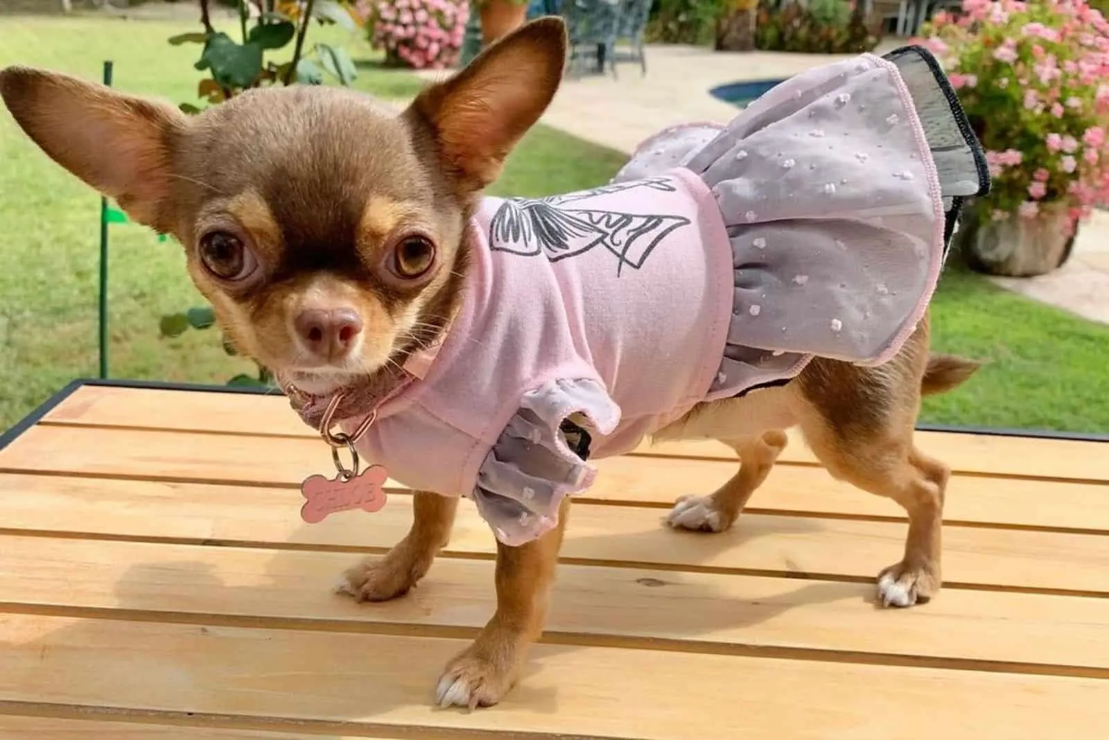 Teacup Chihuahua cute clothes