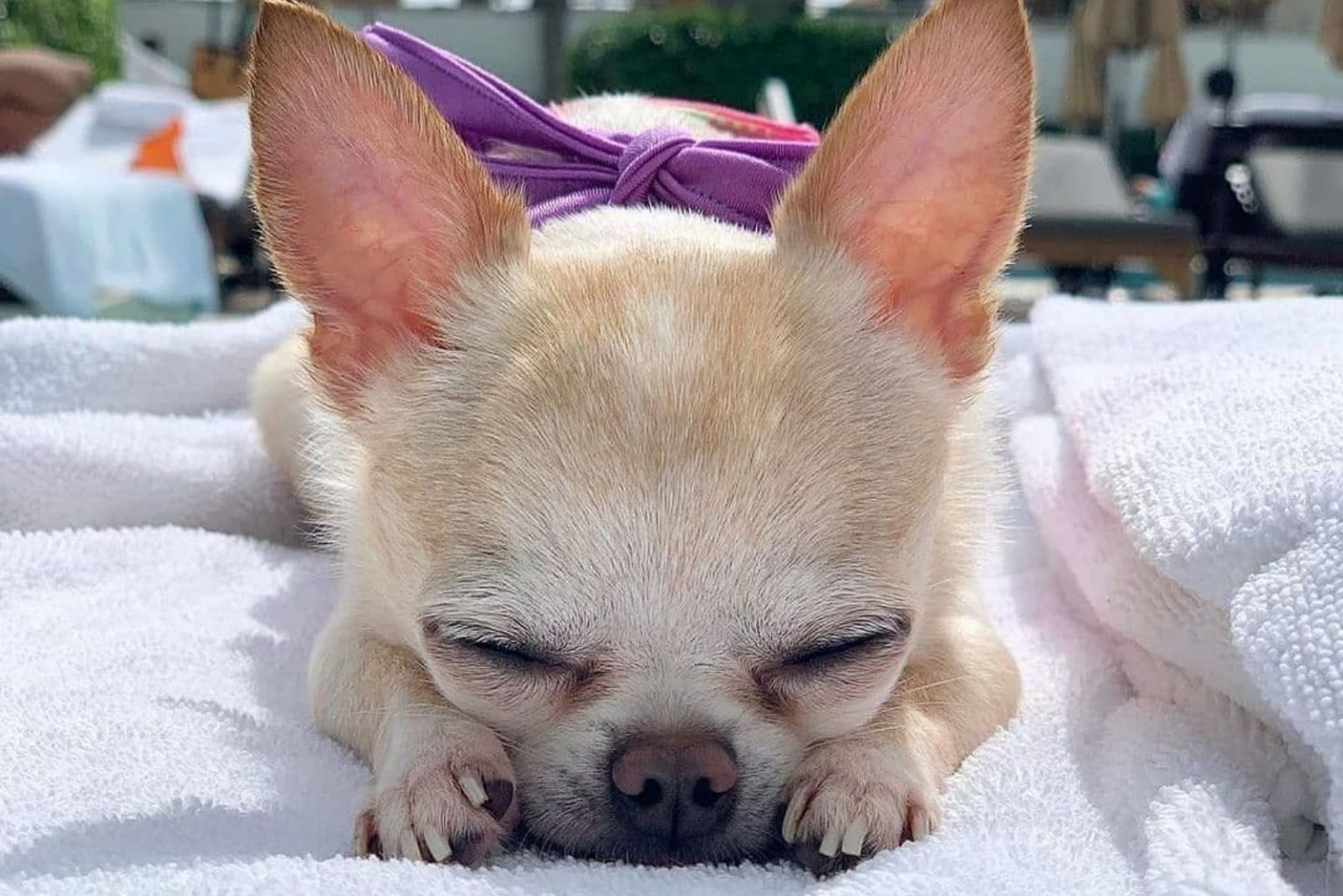 Teacup Chihuahua The Tiniest Dog With A Huge Backstory
