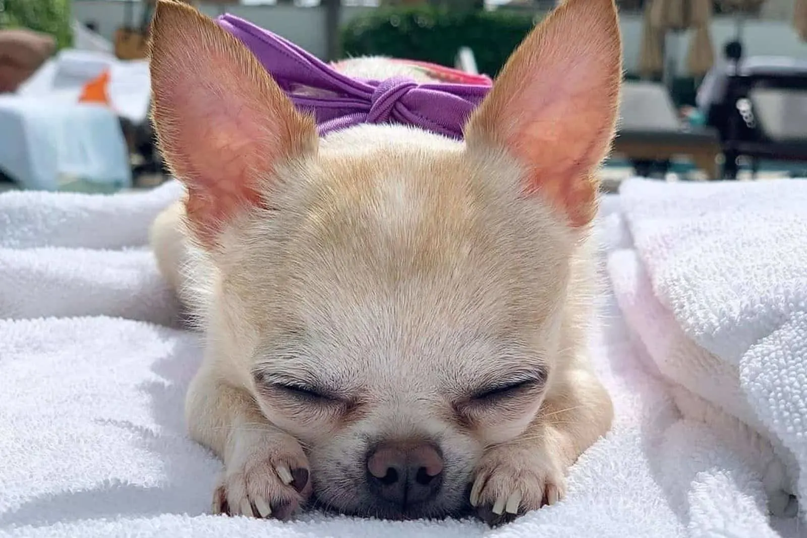 Teacup Chihuahua sleeping