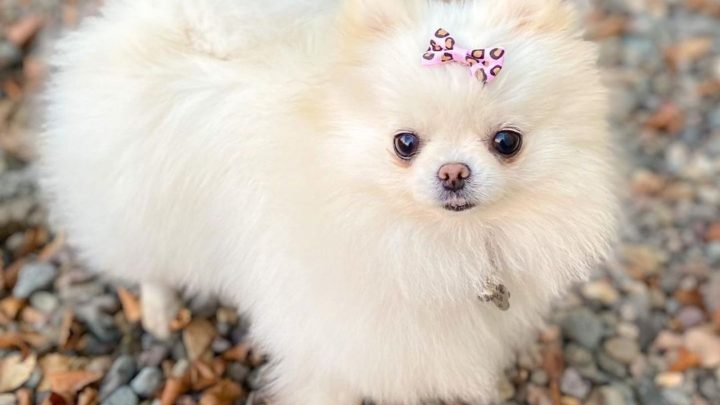 Teacup Pomeranian: Breed Information And Ultimate Care Guide
