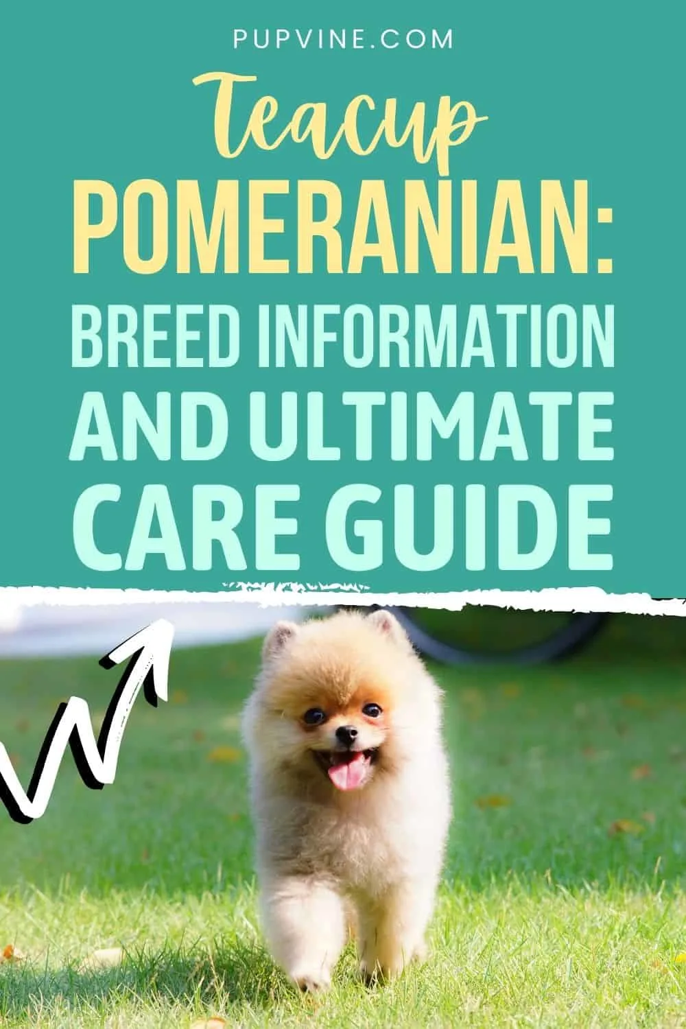 Teacup Pomeranian Breed Information And Ultimate Care Guide