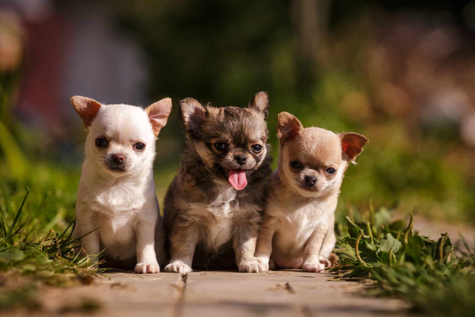 Three Chihuahua little puppies
