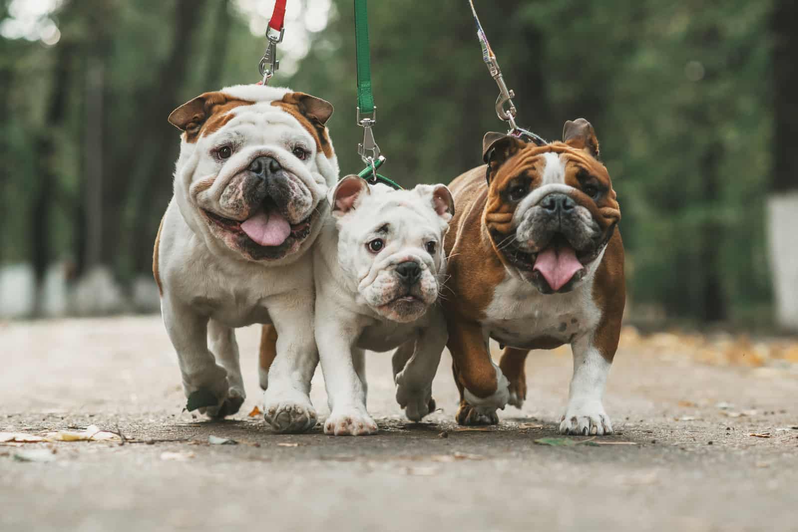 Three English bulldog on a leash