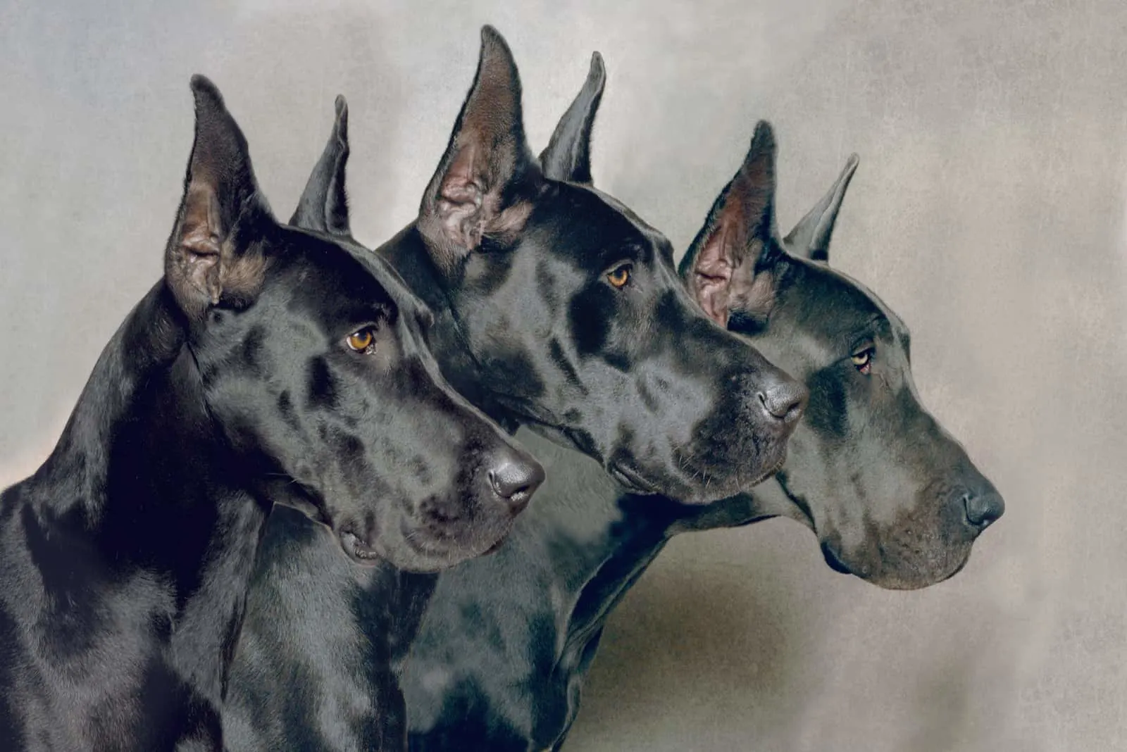 Three Generations of american Great Dane Dogs