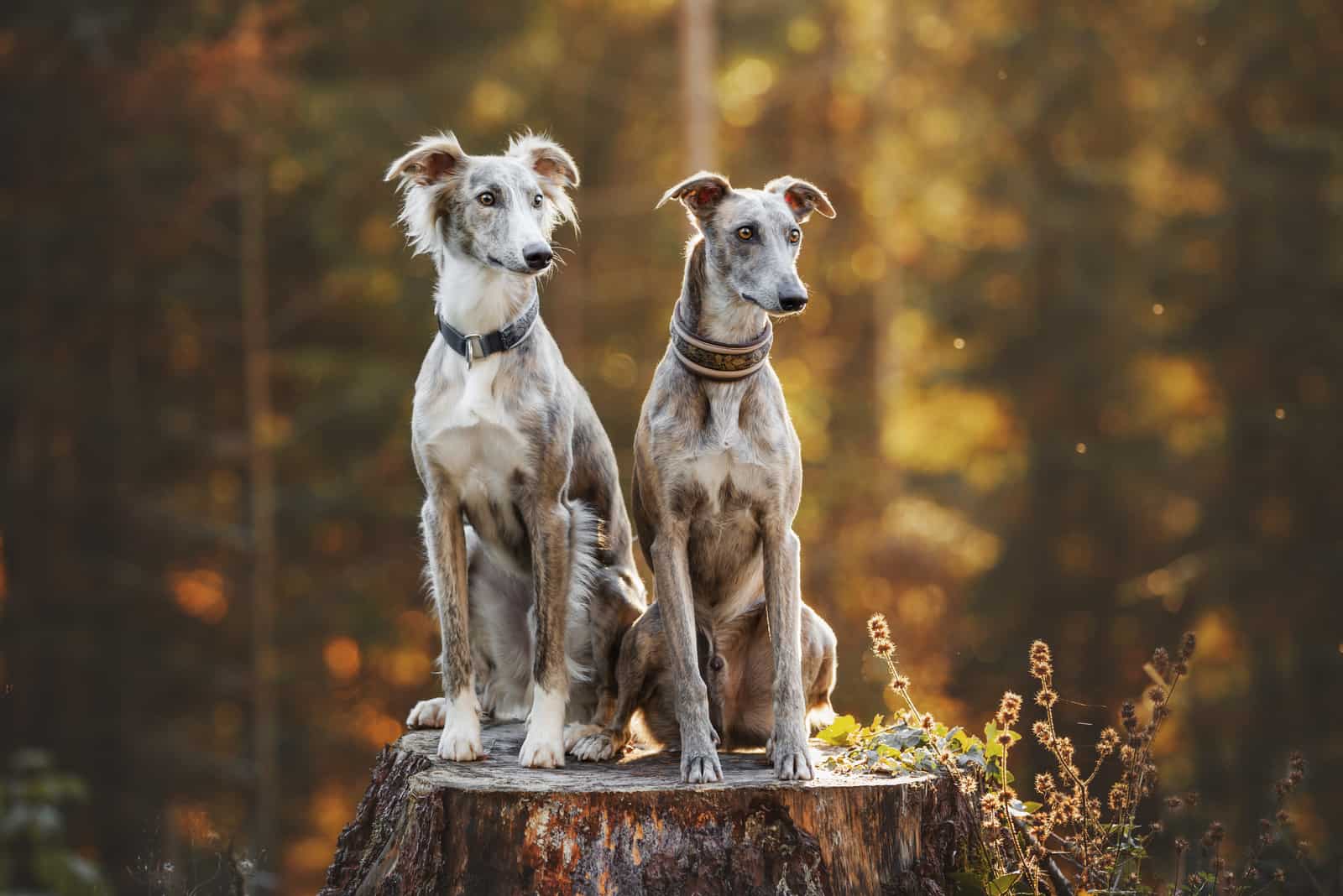 Two greyhounds in autumn