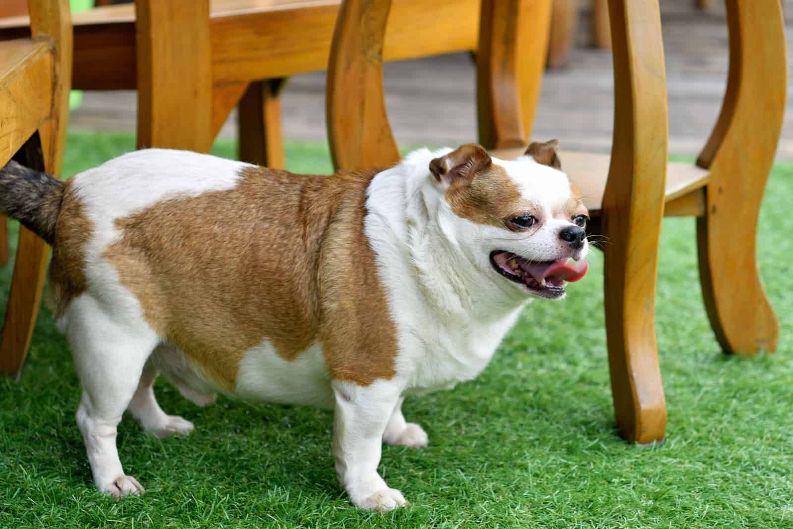 Very fat chihuahua dog