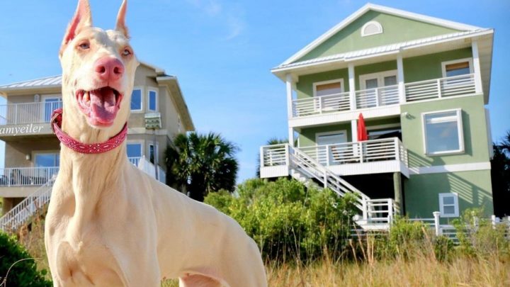 White Doberman Vs Albino Doberman: So Similar, But Different
