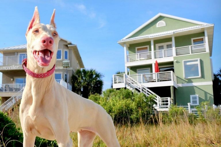 white doberman vs albino doberman
