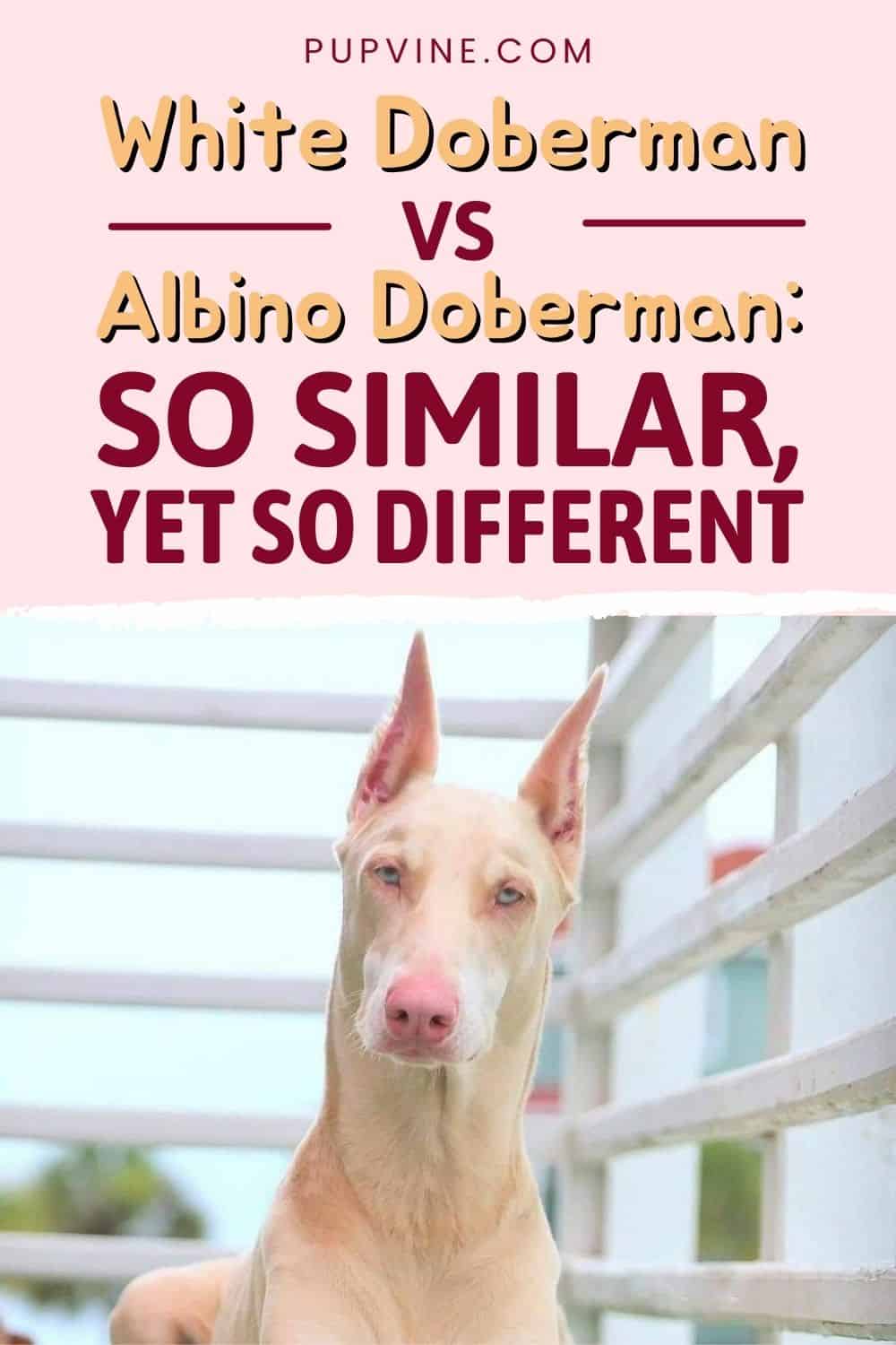 White Doberman Vs Albino Doberman So Similar, Yet So Different