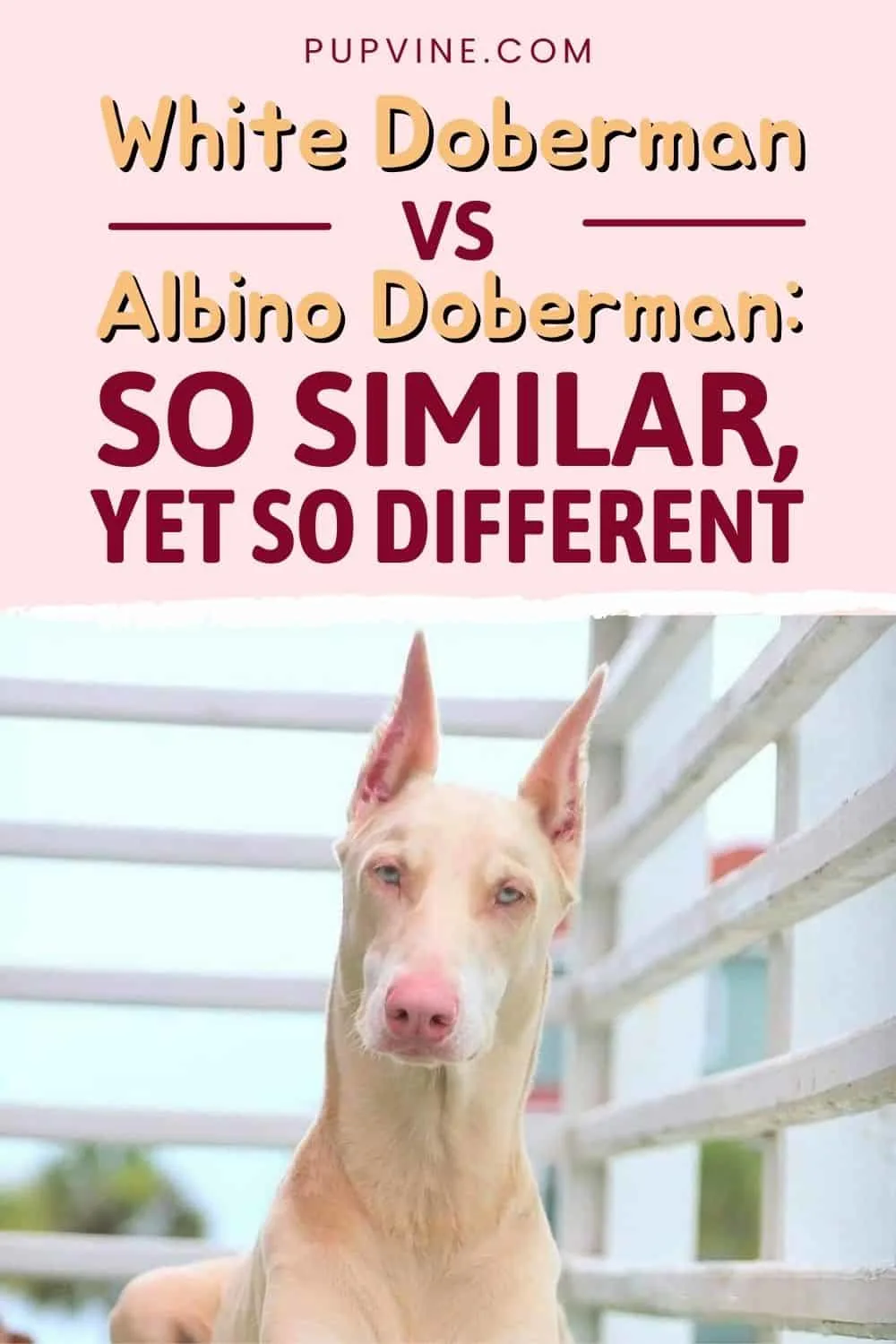 White Doberman Vs Albino Doberman So Similar, Yet So Different