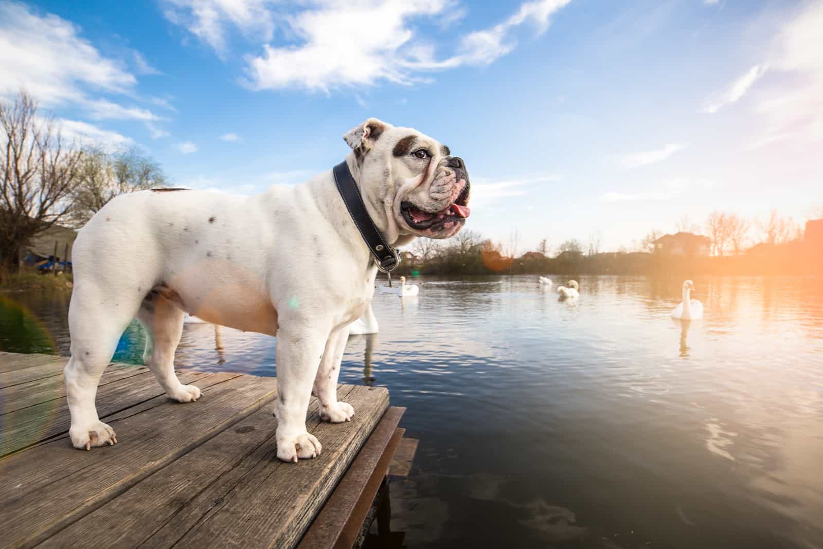 White English Bulldog standing on the dock