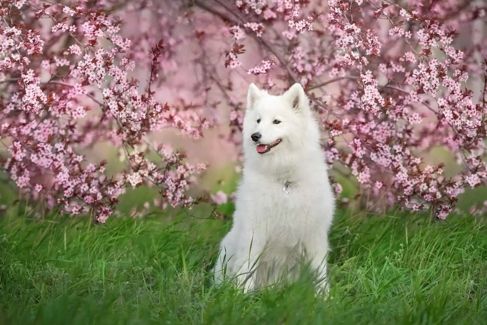 White Samoyed dog on a green spring grass