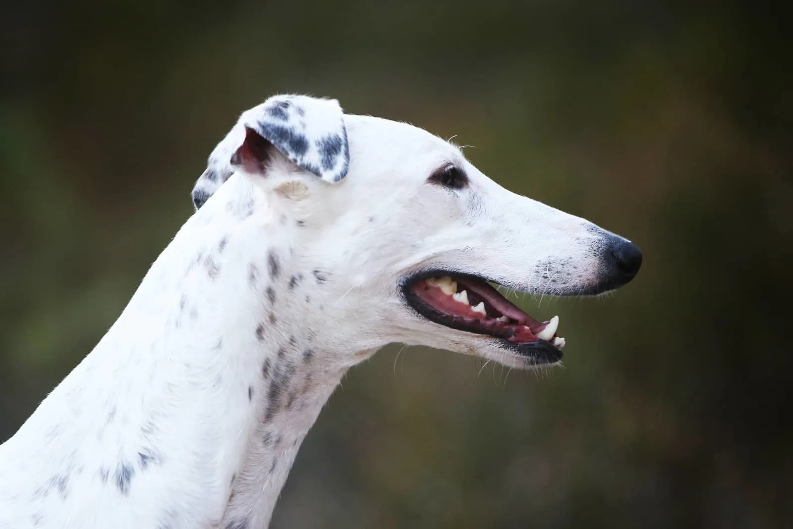 White greyhound dog outdoors