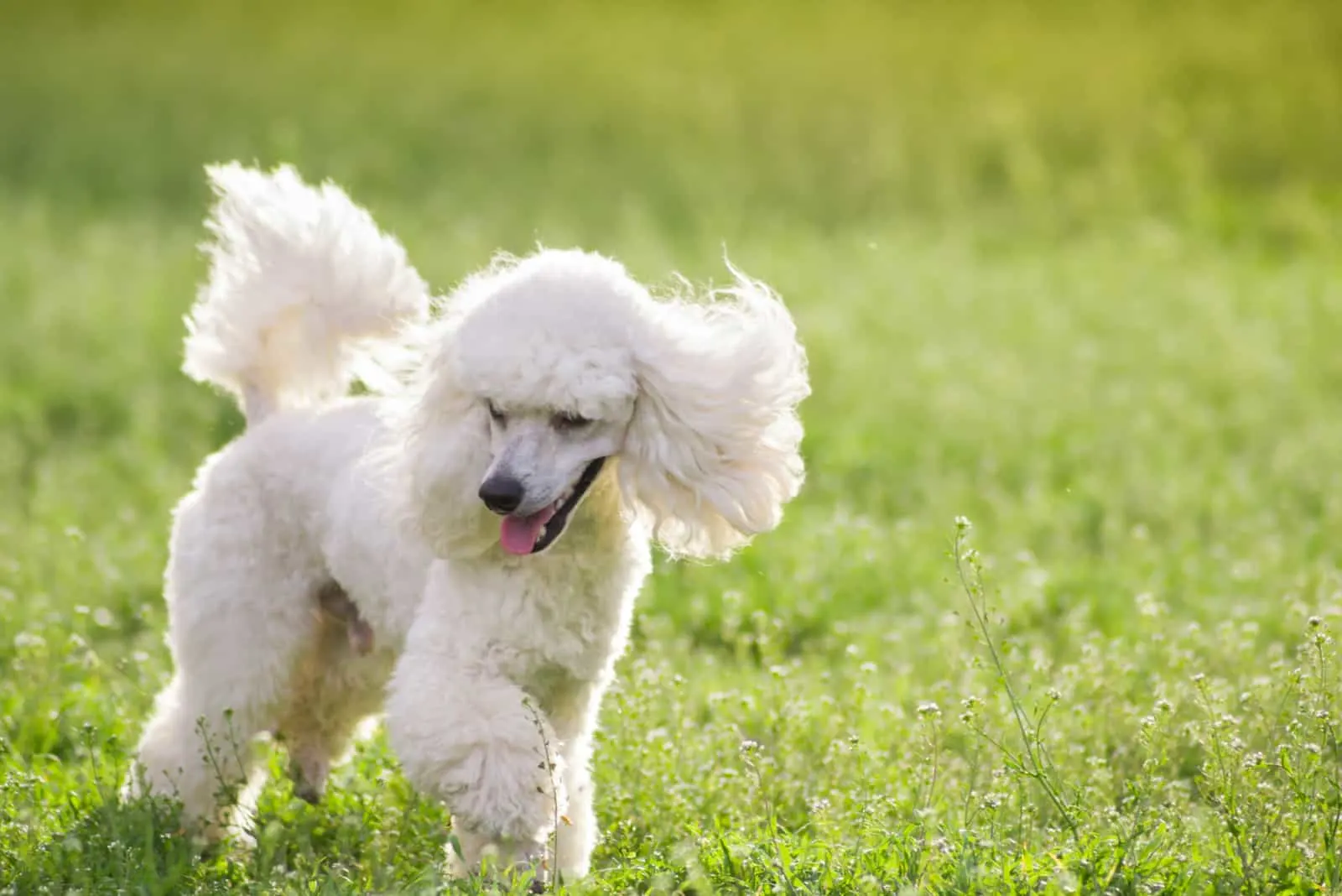 White poodle dog running on green grass
