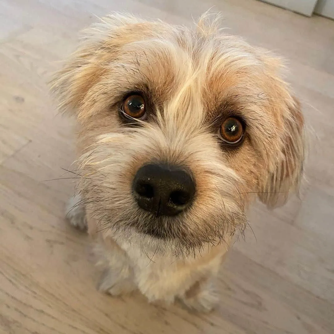 adorable Shorgi dog in the house